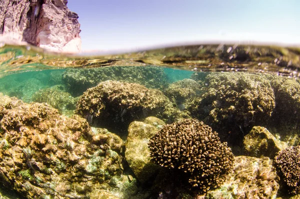 Coral Reef Scenics Sea Cortez Baja California Sur Mexico — Stock Photo, Image