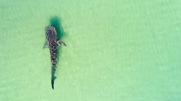 Tubarão Baleia Rhincodon Typus Maior Peixe Oceano Enorme Gigante Filtrante — Fotografia de Stock