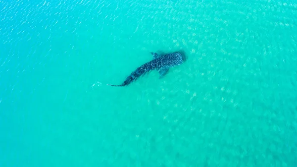 Tubarão Baleia Rhincodon Typus Maior Peixe Oceano Enorme Gigante Filtrante — Fotografia de Stock