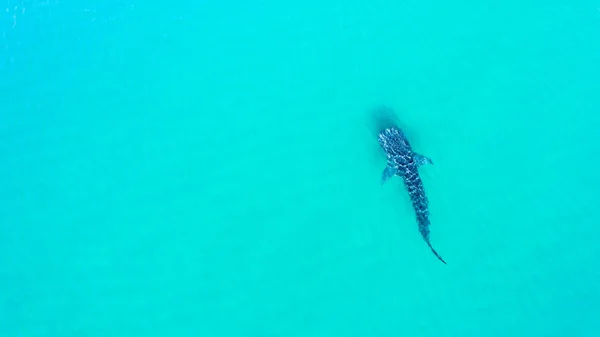 Valhaj Rhincodon Typus Den Största Fisken Havet Enorm Skonsam Plankton — Stockfoto