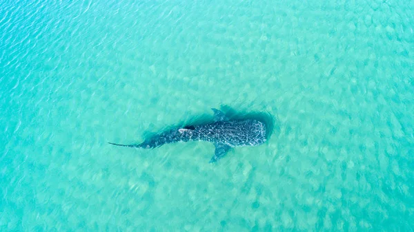 ジンベイザメ ジンベイザメ 表面付近の海 巨大な穏やかなプランクトン Filterer 水泳で最大の魚 ラパス バハカリフォルニアスル州メキシコ — ストック写真