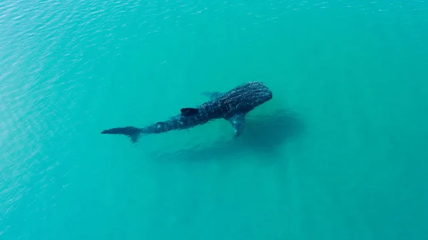 Balina köpekbalığı (rhincodon typus), okyanus, büyük nazik plankton filterer dev, yüzme en büyük balık yüzey yakınındaki. La Paz Baja California sur, Meksika.