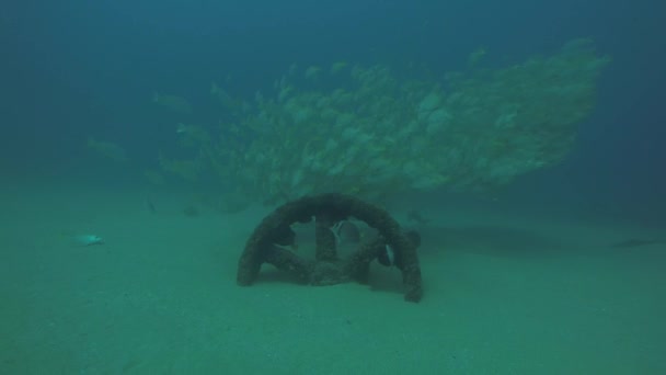 Pargo Amarillo Lutjanus Argentiventris Formando Una Escuela Naufragio Arrecifes Mar — Vídeos de Stock