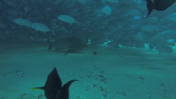 Olho Grande Trevally Jack Caranx Sexfasciatus Formando Uma Escola Polarizada — Vídeo de Stock