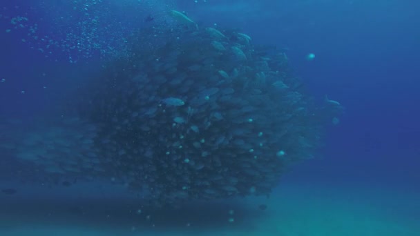 Olho Grande Trevally Jack Caranx Sexfasciatus Formando Uma Escola Polarizada — Vídeo de Stock