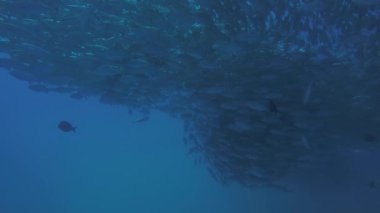 Büyük göz Trevally bir polarize okul, yem top ya da kasırga şekillendirme Jack, (Caranx sexfasciatus). Cabo Pulmo Milli Parkı, dünyanın akvaryum. Baja California Sur, Meksika.