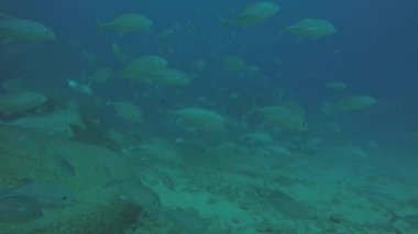 Büyük göz Trevally bir polarize okul, yem top ya da kasırga şekillendirme Jack, (Caranx sexfasciatus). Cabo Pulmo Milli Parkı, dünyanın akvaryum. Baja California Sur, Meksika.
