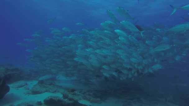 大眼睛 Trevally Caranx Sexfasciatus 形成两极分化的学校 诱饵球或龙卷风 Pulmo 国家公园 世界水族馆 下加利福尼亚 — 图库视频影像