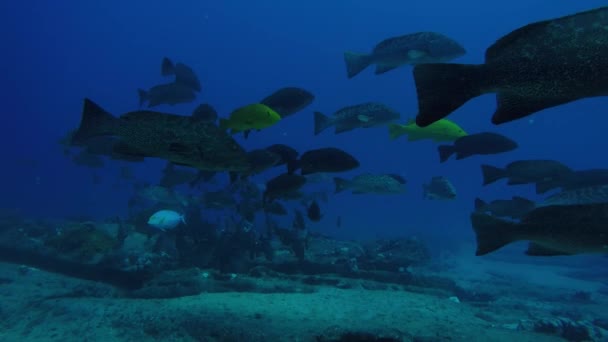 Luipaard Grouper Mycteroperca Rosacea Groep Voederen Van Riffen Van Zee — Stockvideo