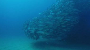 Büyük göz Trevally bir polarize okul, yem top ya da kasırga şekillendirme Jack, (Caranx sexfasciatus). Cabo Pulmo Milli Parkı, dünyanın akvaryum. Baja California Sur, Meksika.