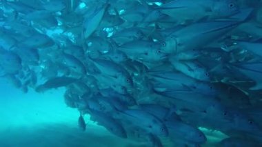 Büyük göz Trevally bir polarize okul, yem top ya da kasırga şekillendirme Jack, (Caranx sexfasciatus). Cabo Pulmo Milli Parkı, dünyanın akvaryum. Baja California Sur, Meksika.