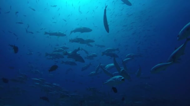 Big Eye Trevally Jack Caranx Sexfasciatus Vormen Een Gepolariseerde School — Stockvideo