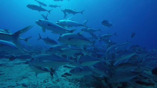 Великі Очі Trevally Джек Caranx Sexfasciatus Формування Поляризований Школи Наживка — стокове відео