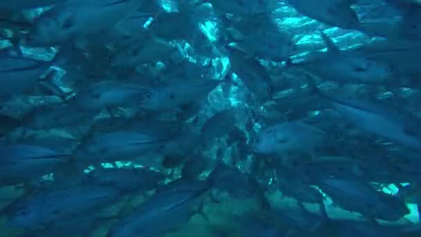 Big Eye Trevally Jack Caranx Sexfasciatus Vormen Een Gepolariseerde School — Stockvideo