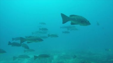 Leopar orfoz (Mycteroperca rosacea), grup deniz Cortez, Pasifik Okyanusu resifleri besleyen. Cabo Pulmo Milli Parkı, Baja California Sur, Meksika. Cousteau dünya akvaryum adlı.