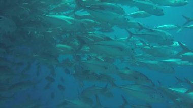 Büyük göz Trevally bir polarize okul, yem top ya da kasırga şekillendirme Jack, (Caranx sexfasciatus). Cabo Pulmo Milli Parkı, dünyanın akvaryum. Baja California Sur, Meksika.