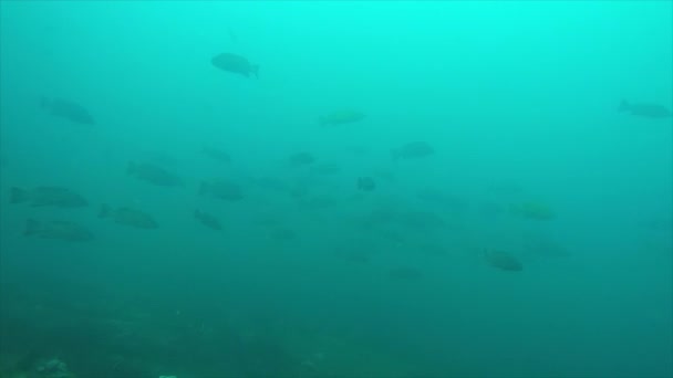 Leopar Orfoz Mycteroperca Rosacea Grup Deniz Cortez Pasifik Okyanusu Resifleri — Stok video
