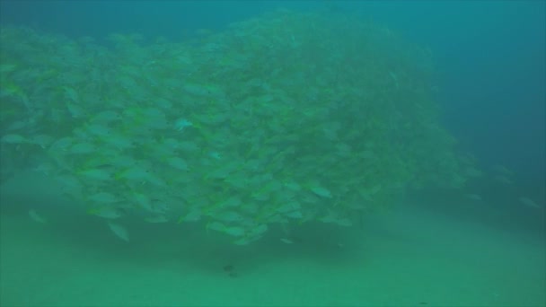 Bir Gemi Enkazı Okulda Oluşturan Sarı Balığı Lutjanus Argentiventris Resifleri — Stok video