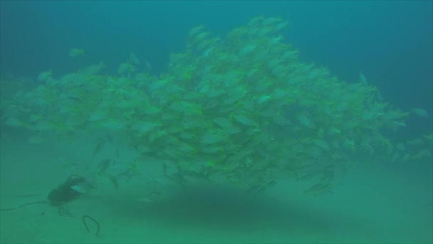 Gele Snapper Lutjanus Argentiventris Vorming Van Een School Een Schipbreuk — Stockvideo