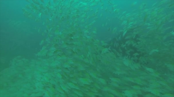 大きな目のシマアジ ジャック Sexfasciatus 偏光学校 餌ボールの竜巻を形成します カボ仏母国立公園 世界の水族館 バハカリフォルニアスル メキシコ — ストック動画