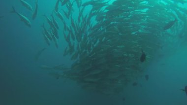 Büyük göz Trevally bir polarize okul, yem top ya da kasırga şekillendirme Jack, (Caranx sexfasciatus). Cabo Pulmo Milli Parkı, dünyanın akvaryum. Baja California Sur, Meksika.