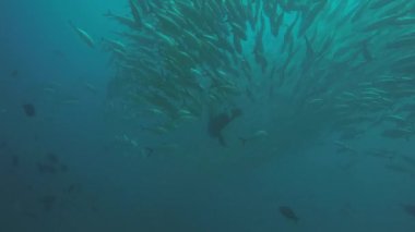 Büyük göz Trevally bir polarize okul, yem top ya da kasırga şekillendirme Jack, (Caranx sexfasciatus). Cabo Pulmo Milli Parkı, dünyanın akvaryum. Baja California Sur, Meksika.
