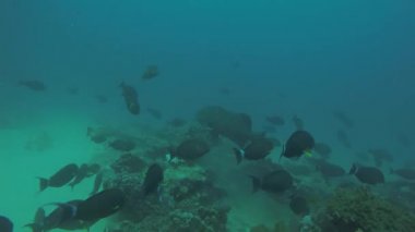 Resif balıkları cortez, Meksika denizden