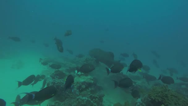 Reef Fishes Sea Cortez Mexico — Stock Video