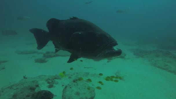 Duże Grouper Zatoki Mycteroperca Jordana Odpoczynek Raf Morza Corteza Oceanu — Wideo stockowe