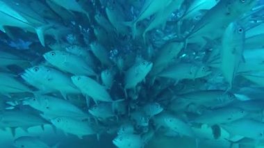 Büyük göz Trevally bir polarize okul, yem top ya da kasırga şekillendirme Jack, (Caranx sexfasciatus). Cabo Pulmo Milli Parkı, dünyanın akvaryum. Baja California Sur, Meksika.