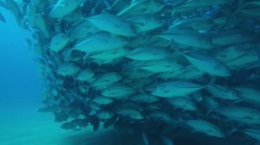 Büyük göz Trevally bir polarize okul, yem top ya da kasırga şekillendirme Jack, (Caranx sexfasciatus). Cabo Pulmo Milli Parkı, dünyanın akvaryum. Baja California Sur, Meksika.