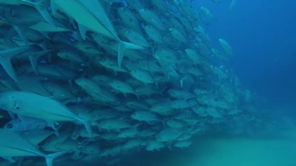 Velké Oko Trevally Jack Caranx Sexfasciatus Tvořící Polarizované Školy Návnady — Stock video