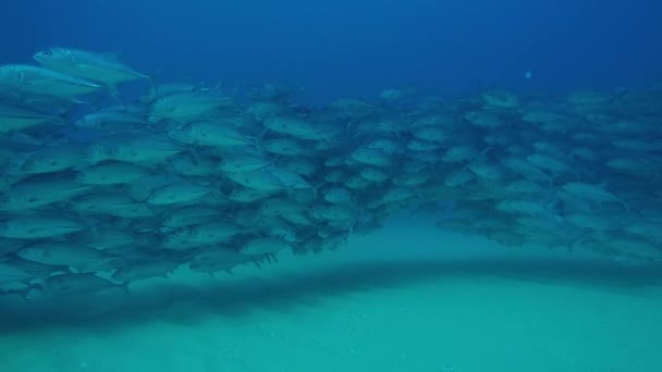 大眼睛 Trevally Caranx Sexfasciatus 形成两极分化的学校 诱饵球或龙卷风 Pulmo 国家公园 世界水族馆 下加利福尼亚 — 图库视频影像