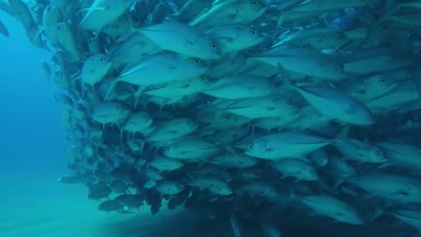 Velké Oko Trevally Jack Caranx Sexfasciatus Tvořící Polarizované Školy Návnady — Stock video