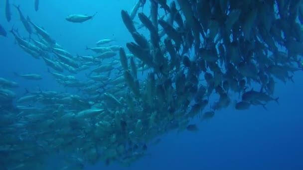 Duże Oczy Trevally Jack Caranx Sexfasciatus Stanowiących Szkoła Spolaryzowane Przynęta — Wideo stockowe