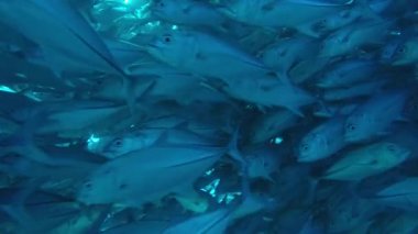 Büyük göz Trevally bir polarize okul, yem top ya da kasırga şekillendirme Jack, (Caranx sexfasciatus). Cabo Pulmo Milli Parkı, dünyanın akvaryum. Baja California Sur, Meksika.