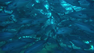Büyük göz Trevally bir polarize okul, yem top ya da kasırga şekillendirme Jack, (Caranx sexfasciatus). Cabo Pulmo Milli Parkı, dünyanın akvaryum. Baja California Sur, Meksika.