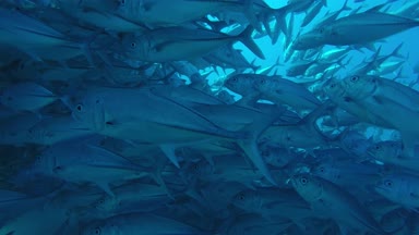 Büyük göz Trevally bir polarize okul, yem top ya da kasırga şekillendirme Jack, (Caranx sexfasciatus). Cabo Pulmo Milli Parkı, dünyanın akvaryum. Baja California Sur, Meksika.