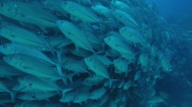 Büyük göz Trevally bir polarize okul, yem top ya da kasırga şekillendirme Jack, (Caranx sexfasciatus). Cabo Pulmo Milli Parkı, dünyanın akvaryum. Baja California Sur, Meksika.