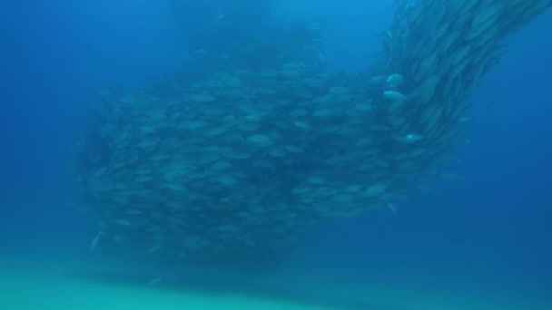 Μεγάλο Μάτι Trevally Jack Caranx Sexfasciatus Που Σχηματίζουν Ένα Πολωμένο — Αρχείο Βίντεο