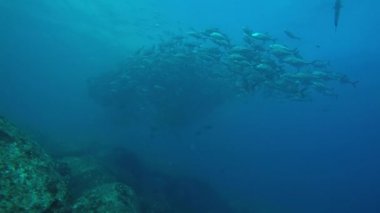 Büyük göz Trevally bir polarize okul, yem top ya da kasırga şekillendirme Jack, (Caranx sexfasciatus). Cabo Pulmo Milli Parkı, dünyanın akvaryum. Baja California Sur, Meksika.