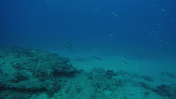 Zeeschildpad Riffen Van Cabo Pulmo National Park Werelds Aquarium Baja — Stockvideo
