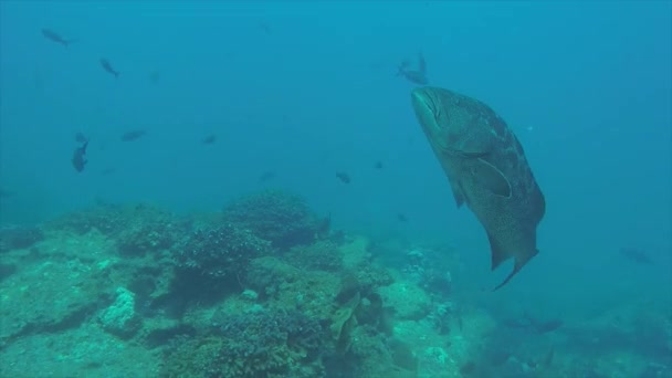 Leopard Grouper Mycteroperca Rosacea Kelompok Makan Dari Terumbu Karang Laut — Stok Video