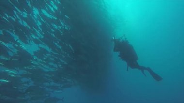 Büyük göz Trevally bir polarize okul, yem top ya da kasırga şekillendirme Jack, (Caranx sexfasciatus). Cabo Pulmo Milli Parkı, dünyanın akvaryum. Baja California Sur, Meksika.