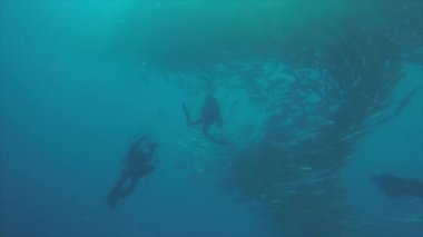 Büyük göz Trevally bir polarize okul, yem top ya da kasırga şekillendirme Jack, (Caranx sexfasciatus). Cabo Pulmo Milli Parkı, dünyanın akvaryum. Baja California Sur, Meksika.