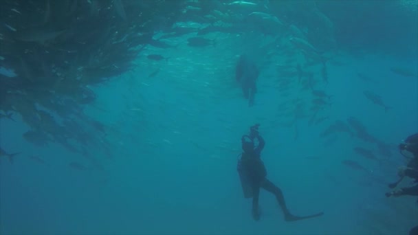 Große Augen Trevally Jack Caranx Sexfasciatus Bilden Eine Polarisierte Schule — Stockvideo