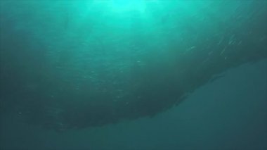Büyük göz Trevally bir polarize okul, yem top ya da kasırga şekillendirme Jack, (Caranx sexfasciatus). Cabo Pulmo Milli Parkı, dünyanın akvaryum. Baja California Sur, Meksika.