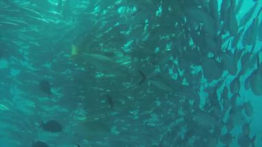 Büyük göz Trevally bir polarize okul, yem top ya da kasırga şekillendirme Jack, (Caranx sexfasciatus). Cabo Pulmo Milli Parkı, dünyanın akvaryum. Baja California Sur, Meksika.