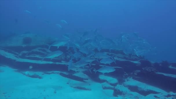 バハカリフォルニアスル メキシコのコルテス海のサンゴ礁の風景 — ストック動画