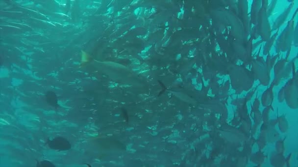 Big Eye Trevally Jack Caranx Sexfasciatus Formando Una Escuela Polarizada — Vídeos de Stock